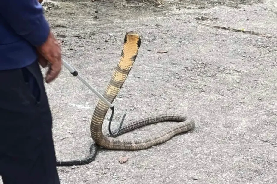 Venomous Snakes Settle in Nepal's Hills as Warming Expands Risks
