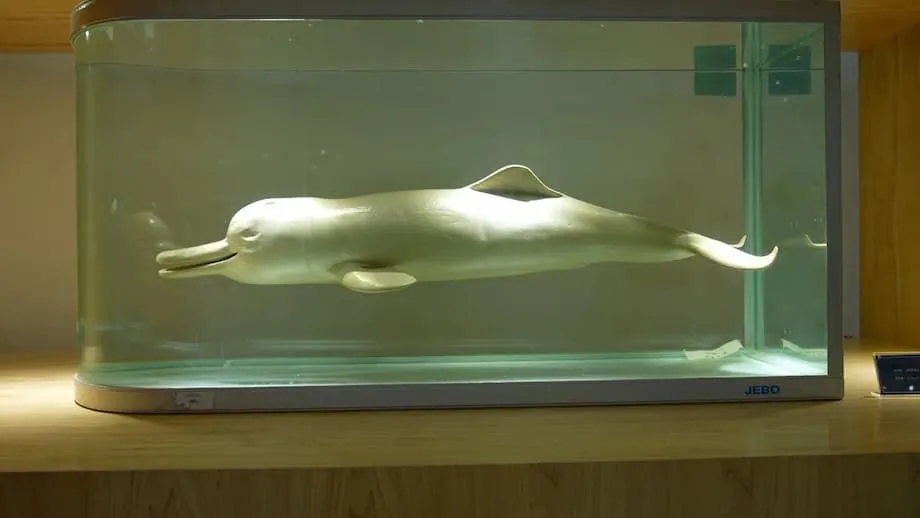 Yangtze Finless Porpoise Numbers Rise, but China's Rescue Effort Faces Lasting Threats