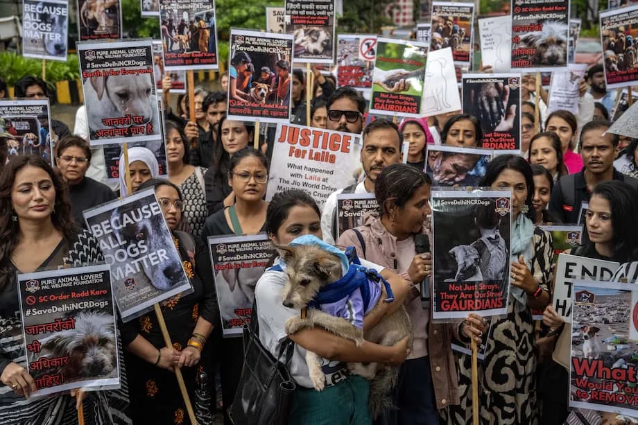 India's Supreme Court Revises Delhi Stray Dog Order After Outcry Over Mass Confinement