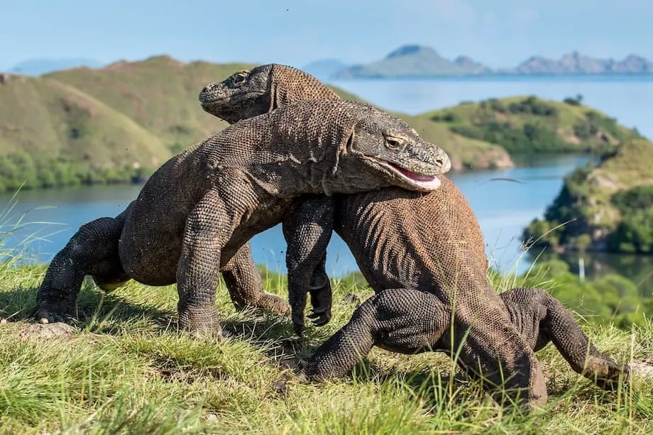 Komodo Park Villa Plan Faces Backlash Over Conservation and Indigenous Rights