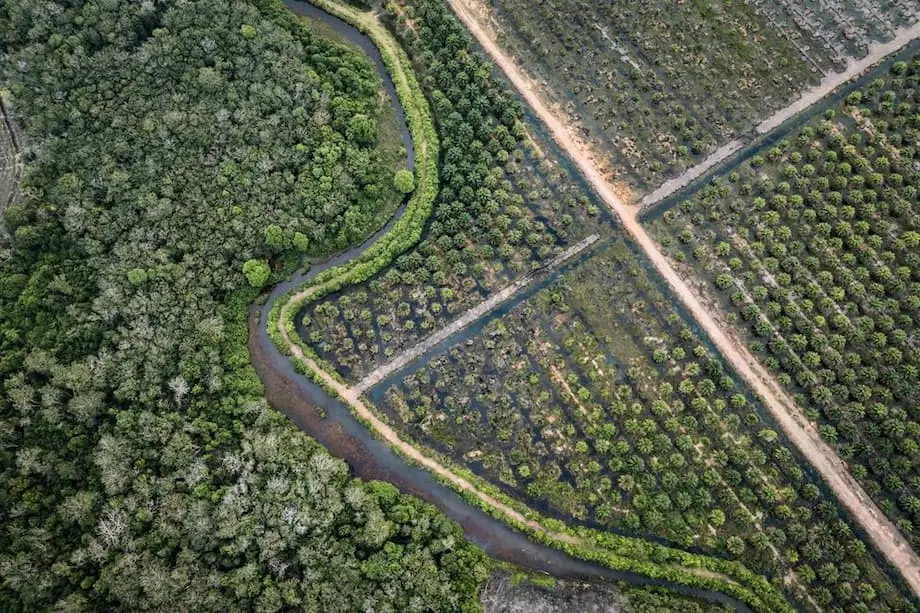 US Agrees in Principle to Exempt Indonesian Palm Oil, Cocoa and Rubber From 19% Tariff