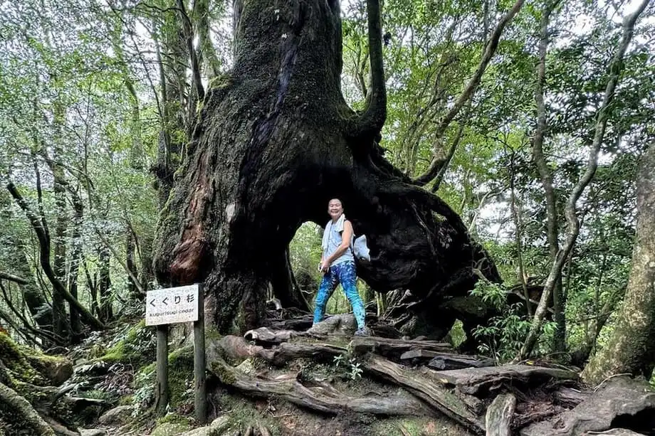 Yakushima: Ancient Cedars, Storm Damage and the Forest Behind Princess Mononoke
