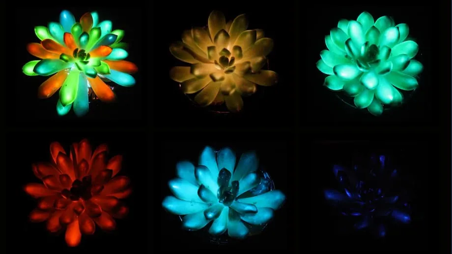 Chinese Scientists Create Multicolored Glowing Succulents That Recharge in Light
