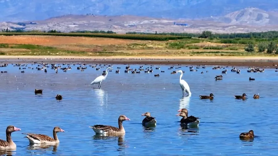 Aweitan Reservoir Welcomes Migratory Birds as Xinjiang Wetlands Gain Conservation Importance