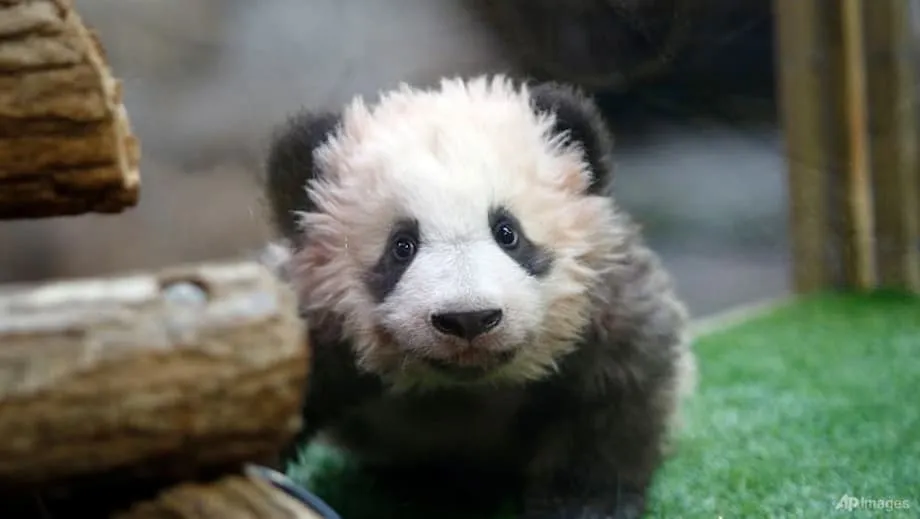 Beauval Pandas Huan Huan and Yuan Zi to Return to China After Kidney Failure Diagnosis