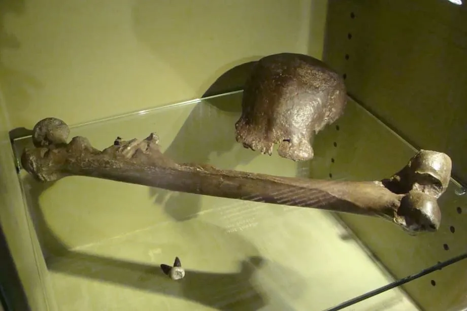 Netherlands to Return More Than 28,000 Fossils to Indonesia, Including Java Man