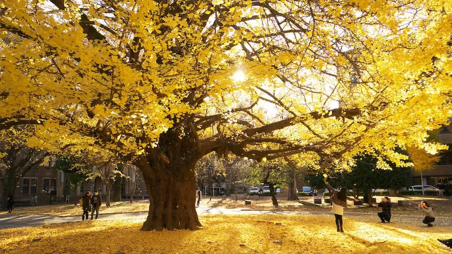 Japan Autumn Leaves Forecast 2025: Later Maple Peaks Expected From Tokyo to Kyoto