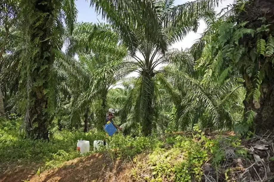 Indonesia Assigns 1.8 Million Hectares of Seized Palm Oil Land to State Firm Agrinas