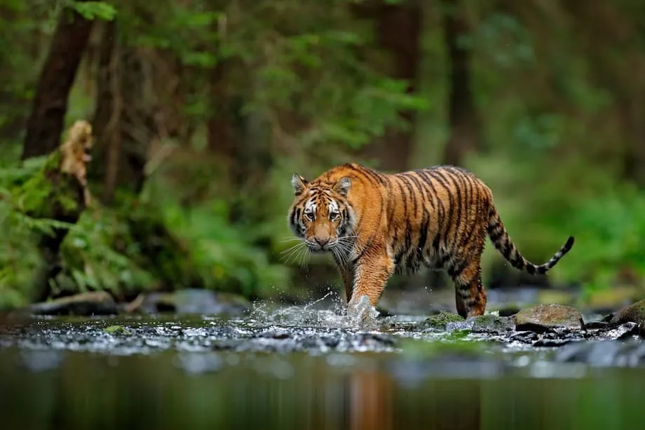 North Korea's Wildlife Is Disappearing as Hunger, Illegal Trade and State Exploitation Drive Hunting