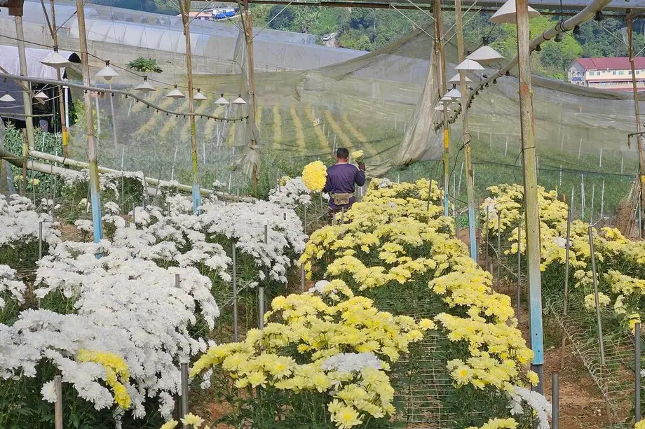 Malaysia's Flower Trade Recovers as Worker Shortages and Cheaper Imports Squeeze Growers