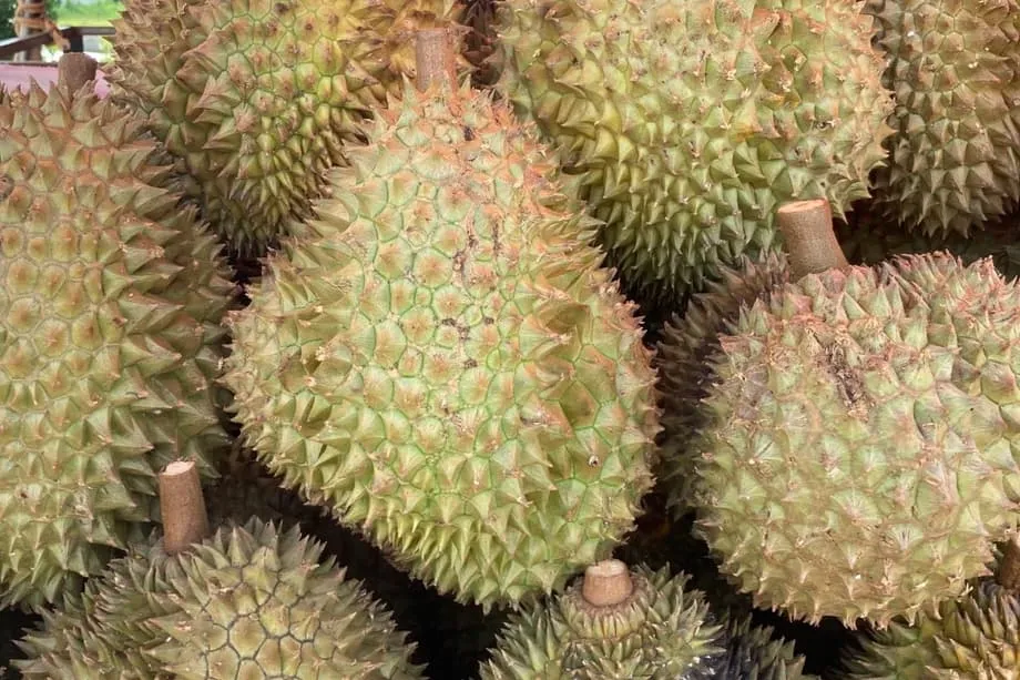 Indonesia Targets Direct Durian Sales to China as Cold Storage and Safety Rules Shape Export Push