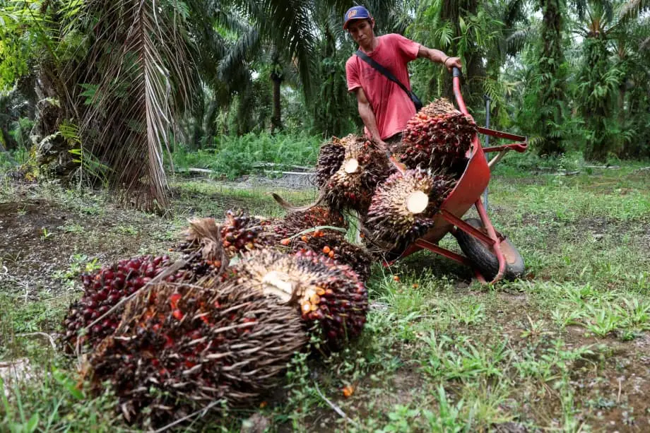 Indonesia's Military Seizures of Palm Oil Estates Put Global Supplies Under Pressure