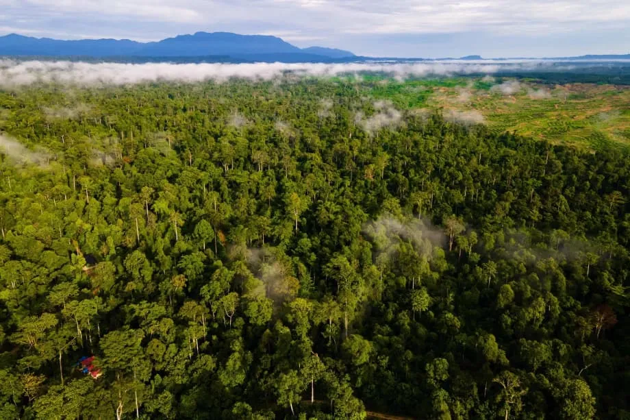Indonesia Weighs Forest Finance Opportunity as COP30 Nears
