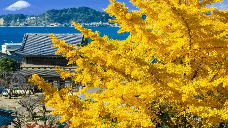 Kamakura in Autumn: A Temple Walking Guide to Crimson Maples and Golden Ginkgo