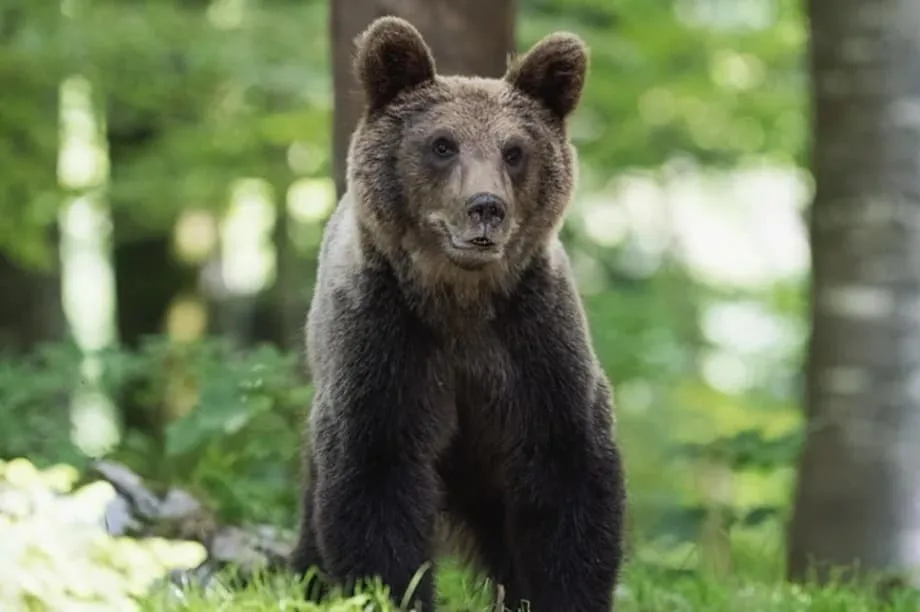 Japan's Delivery Companies Change Routes and Equip Drivers as Bear Attacks Surge