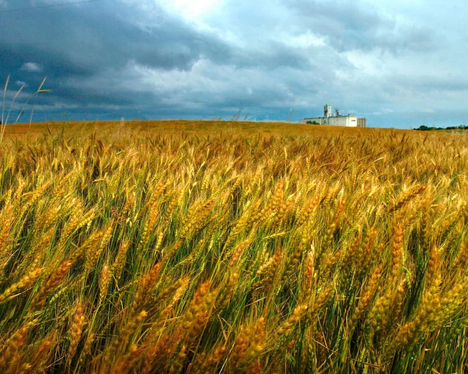 Michigan Researcher Sentenced to Time Served and Deportation in Crop Fungus Smuggling Case
