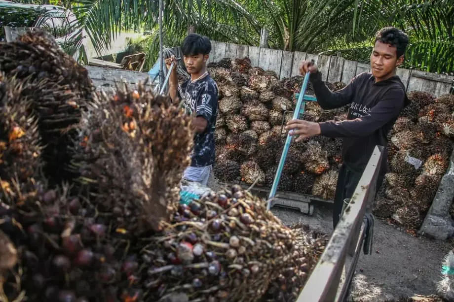 Indonesia's EU Palm Oil Opportunity Faces a Deforestation Test