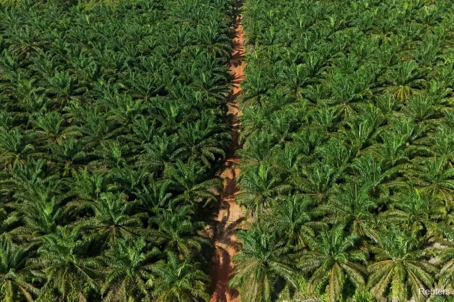 Indonesia Plans 600,000 Hectares of New Palm Oil Plantations as Biodiesel Demand Grows