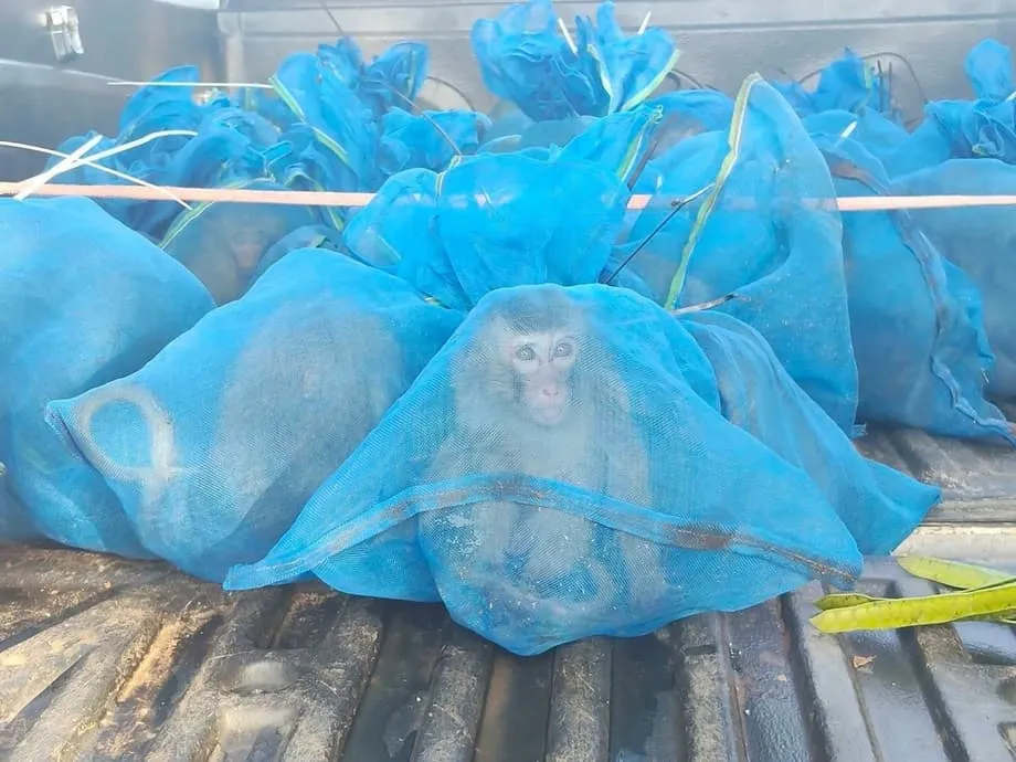 Thai Rangers Rescue 143 Endangered Macaques in Two Busts Near Cambodian Border