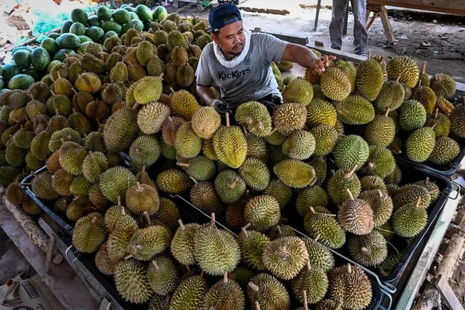 Indonesia and Malaysia Compete for Durian Pride as National Fruit Bid Advances