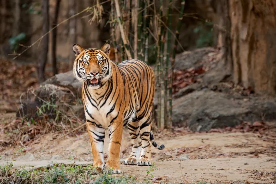 GPS Collars Reveal Prey Shortages and Genetic Concerns for Eastern Thailand's Tigers
