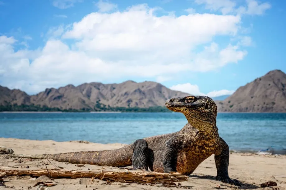 Bali to Labuan Bajo Ferries Set to Open a New Sea Route to Komodo