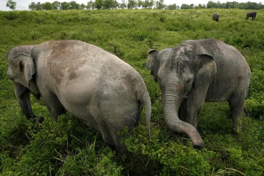 Indonesia Reinforces Tesso Nilo Patrols After Attack on Forestry Task Force Post