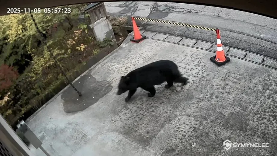 Japan's Bear Crisis: Record Attacks Put Towns and Wildlife Responders Under Strain