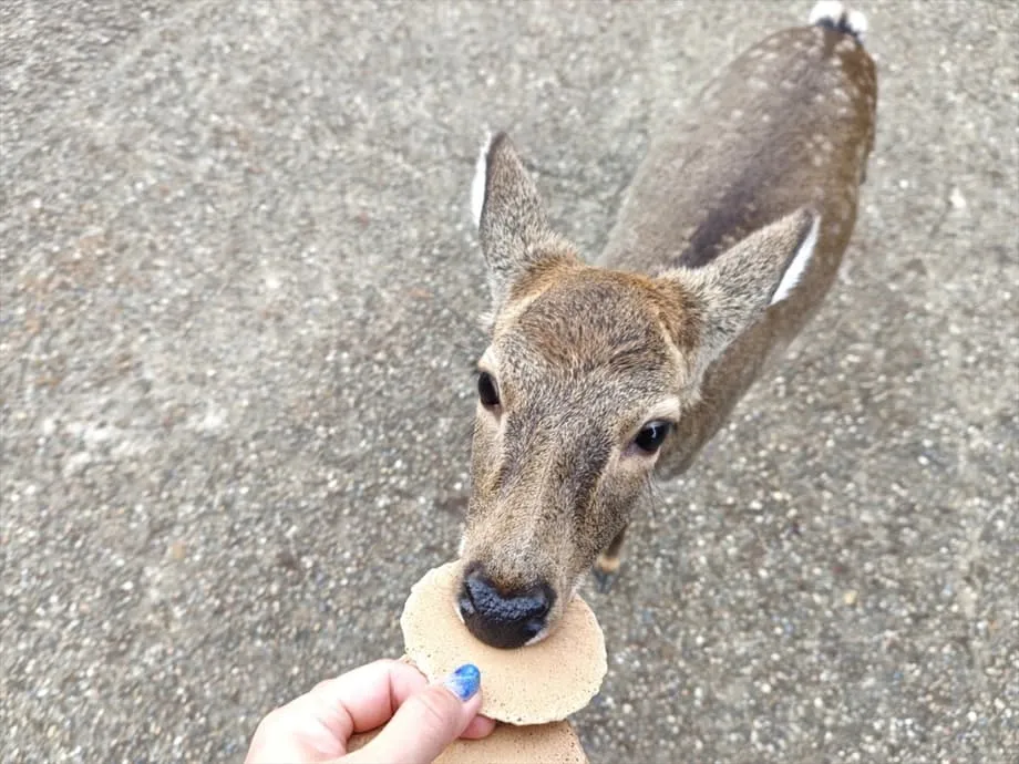 Nara Stays Busy as China's Japan Travel Warning Changes the Visitor Mix