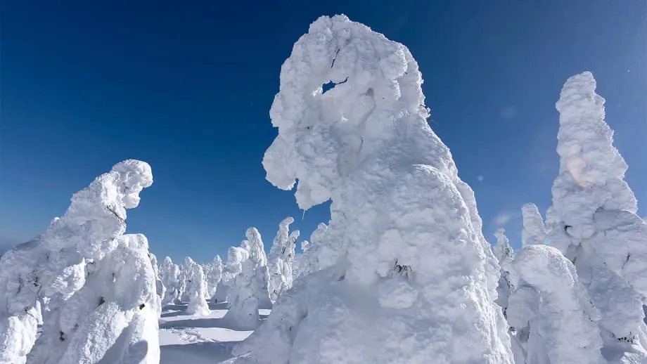 Mount Zao's Snow Monsters Shrink as Warmer Winters and Insects Damage Their Forest