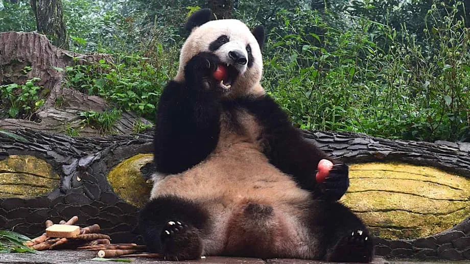 Xiang Xiang Settles Into Sichuan Life as Her Bond With Japan Endures
