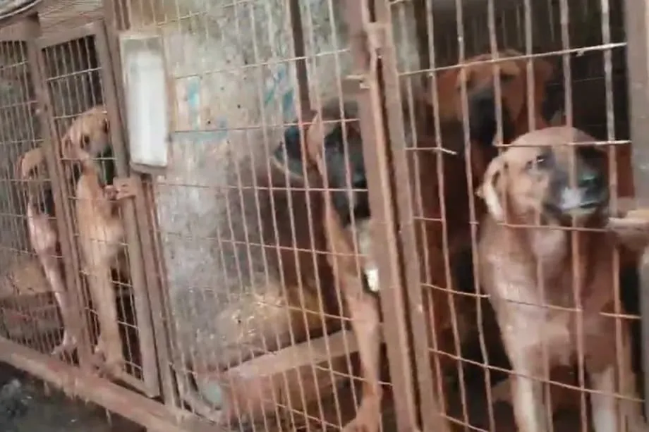 South Korea Closes 78% of Dog Meat Farms as 2027 Ban Nears