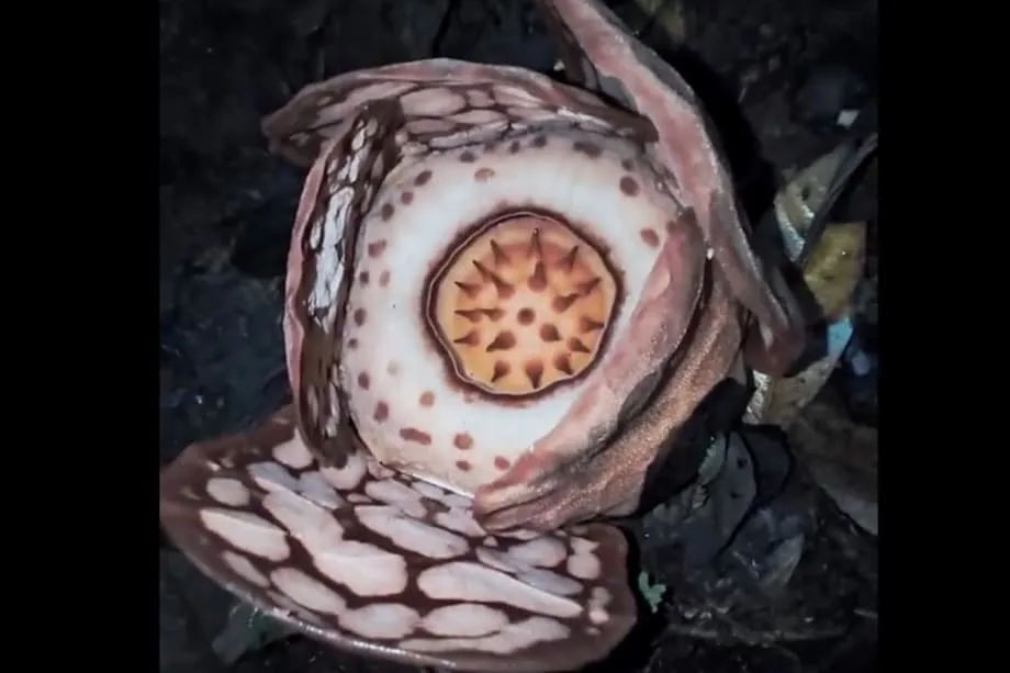 Rare Rafflesia Rediscovery Revives Debate Over Colonial Names and Forest Protection