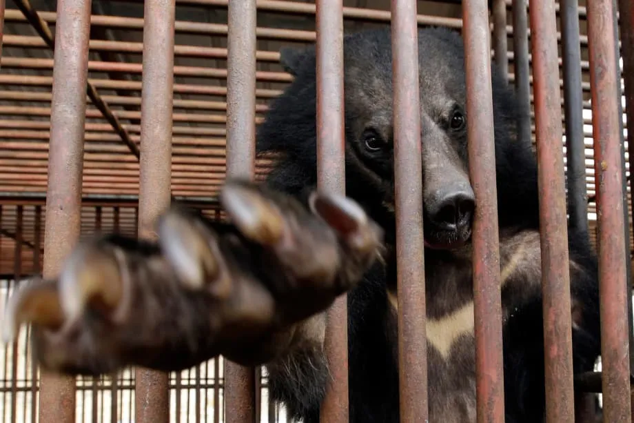 South Korea Will Ban Bear Bile Farming in 2026, but Hundreds of Bears Still Need Homes