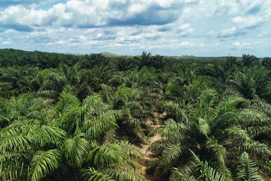 Indonesia's Massive Land Seizure Campaign Reshapes Global Resource Markets
