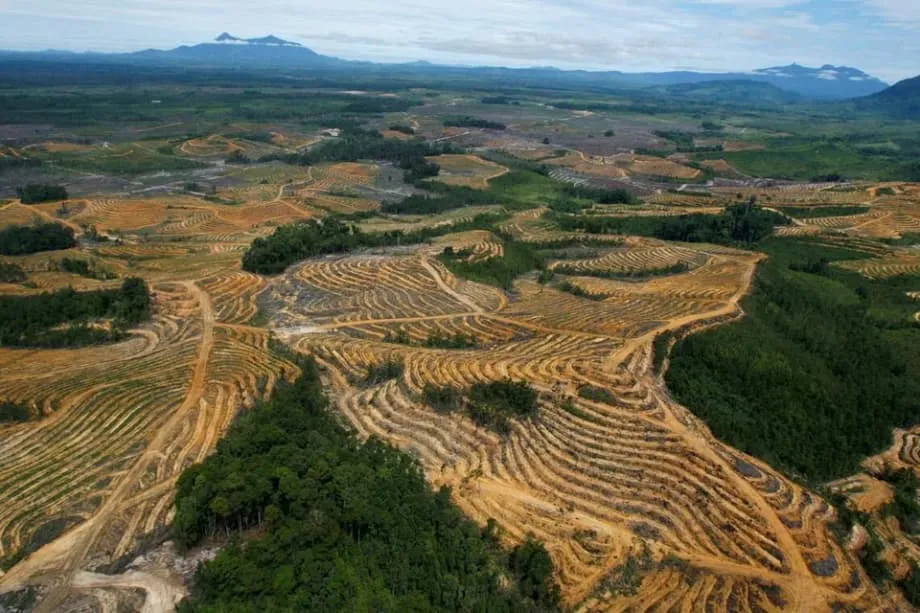 Indonesia Plans to Seize Up to 5 Million More Hectares of Palm Oil Plantations in 2026