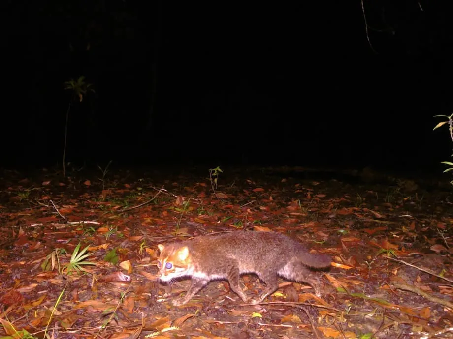 Flat-Headed Cats Rediscovered in Thailand With 29 Camera Detections and a Mother With Her Cub