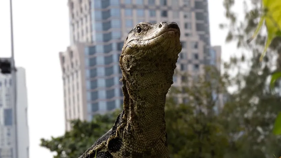 Bangkok's Giant Monitor Lizards Find a Home in Parks, Canals and City Life