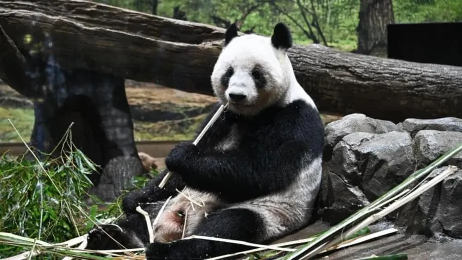 Japan's Last Pandas Return to China as Taiwan Dispute Clouds Five Decades of Friendship