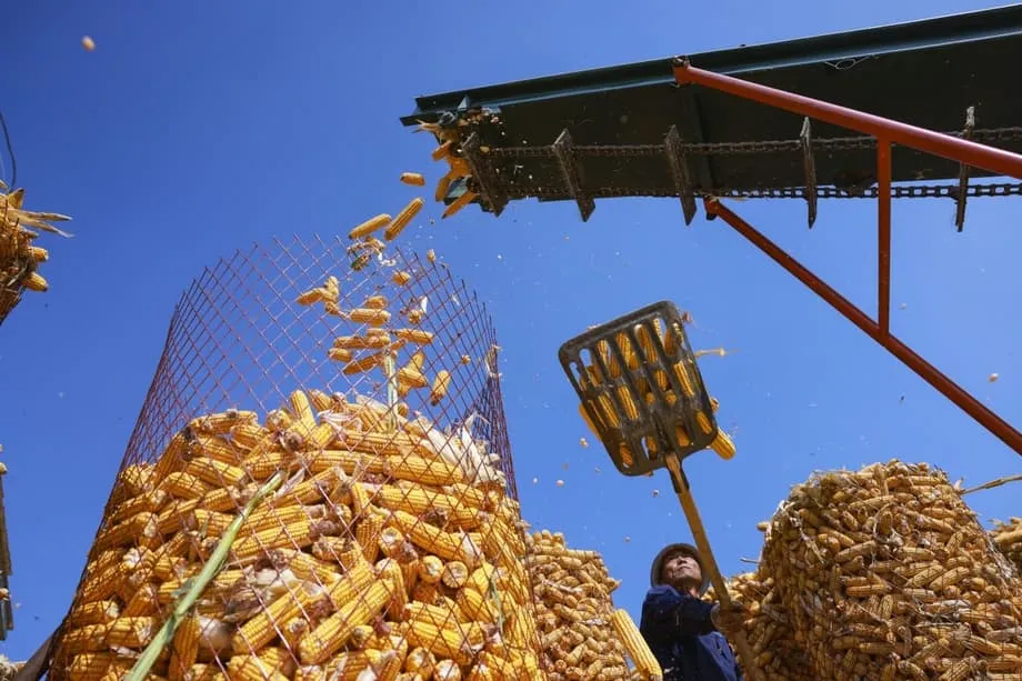 Chinese Scientists Increase Artificial Starch Production Tenfold as Factory Food Moves Closer