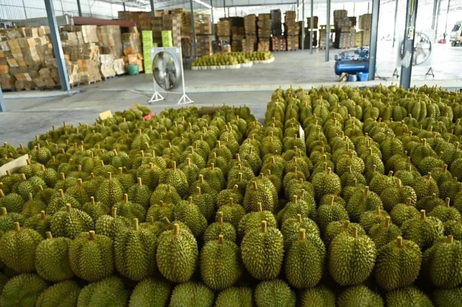 Thailand's Durian Industry Faces Perfect Storm as Record Harvest Meets Severe Labour Shortage
