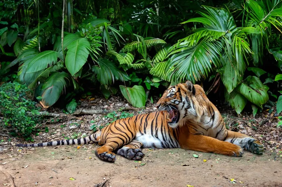 Pahang's Royal Tiger Reserve Offers Hope for Fewer Than 150 Wild Malayan Tigers
