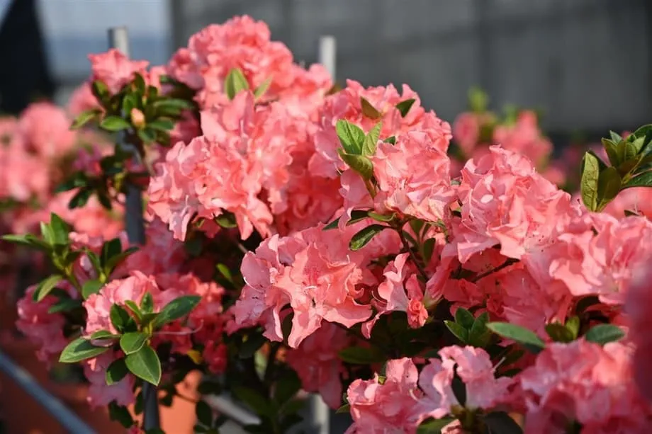 Taipei Azalea Festival Opens March 6 With More Than 200,000 Blooms and Rare Varieties