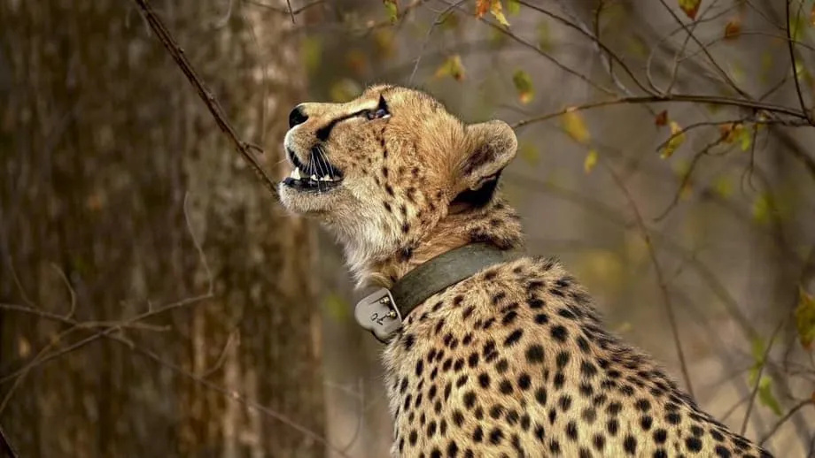 India's Cheetah Project Faces Calls to Halt Imports as Habitat and Welfare Concerns Grow
