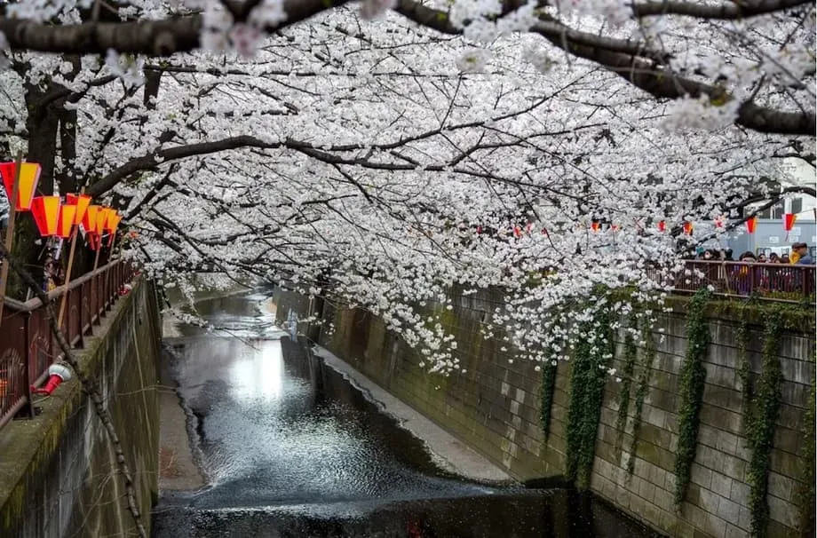 Tokyo's Nakameguro Blocks a Popular Cherry Blossom View as Crowds Strain Narrow Streets