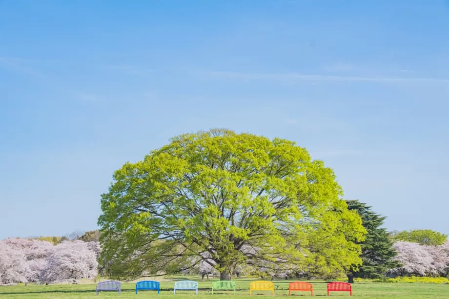 Showa Kinen Park Flower Festival 2026 Brings Two Months of Spring Blooms to Western Tokyo