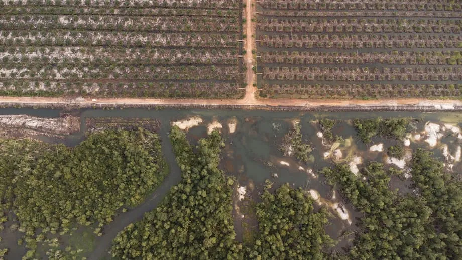 Indonesia's Crocodile Crisis: The Deadly Cost of Tin Mining for Smartphones