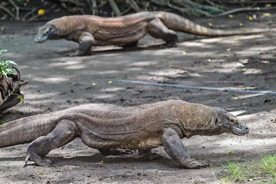 Indonesia to Lend Komodo Dragons to Japan in Five Year Conservation Exchange