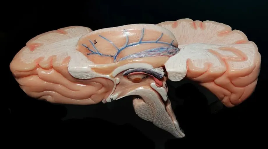 IIT Madras Unveils ANCHOR, a Cellular 3D Map of the Human Brainstem