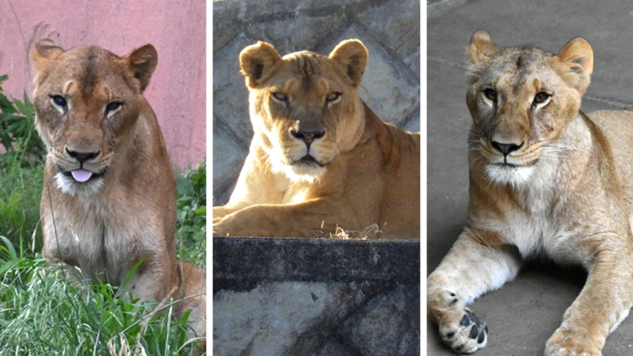Three Lions Die at Tokyo Zoo as Record Heat Strains Animals Across East Asia